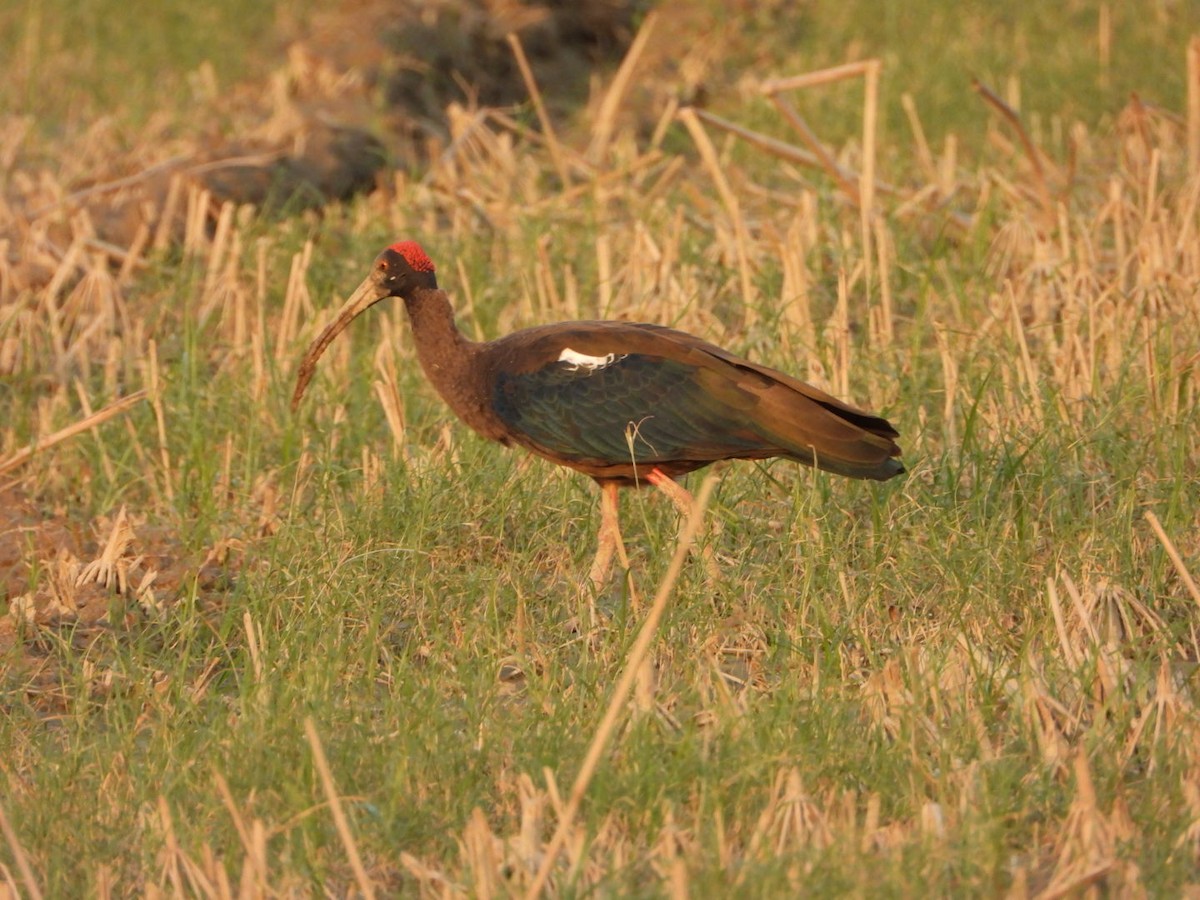 Red-naped Ibis - ML642381466