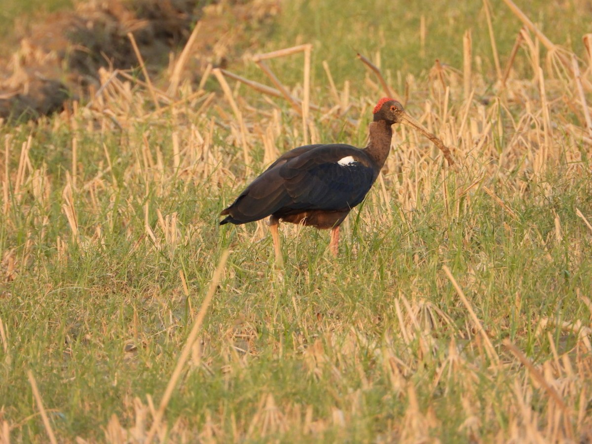 Red-naped Ibis - ML642381467