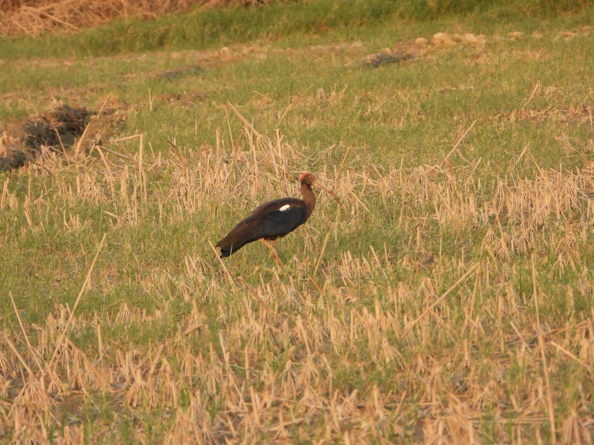 Red-naped Ibis - ML642381468