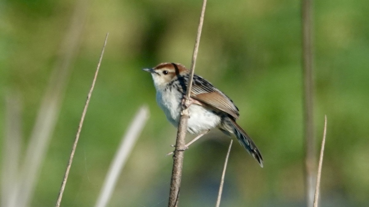 Levaillant's Cisticola - ML642381469