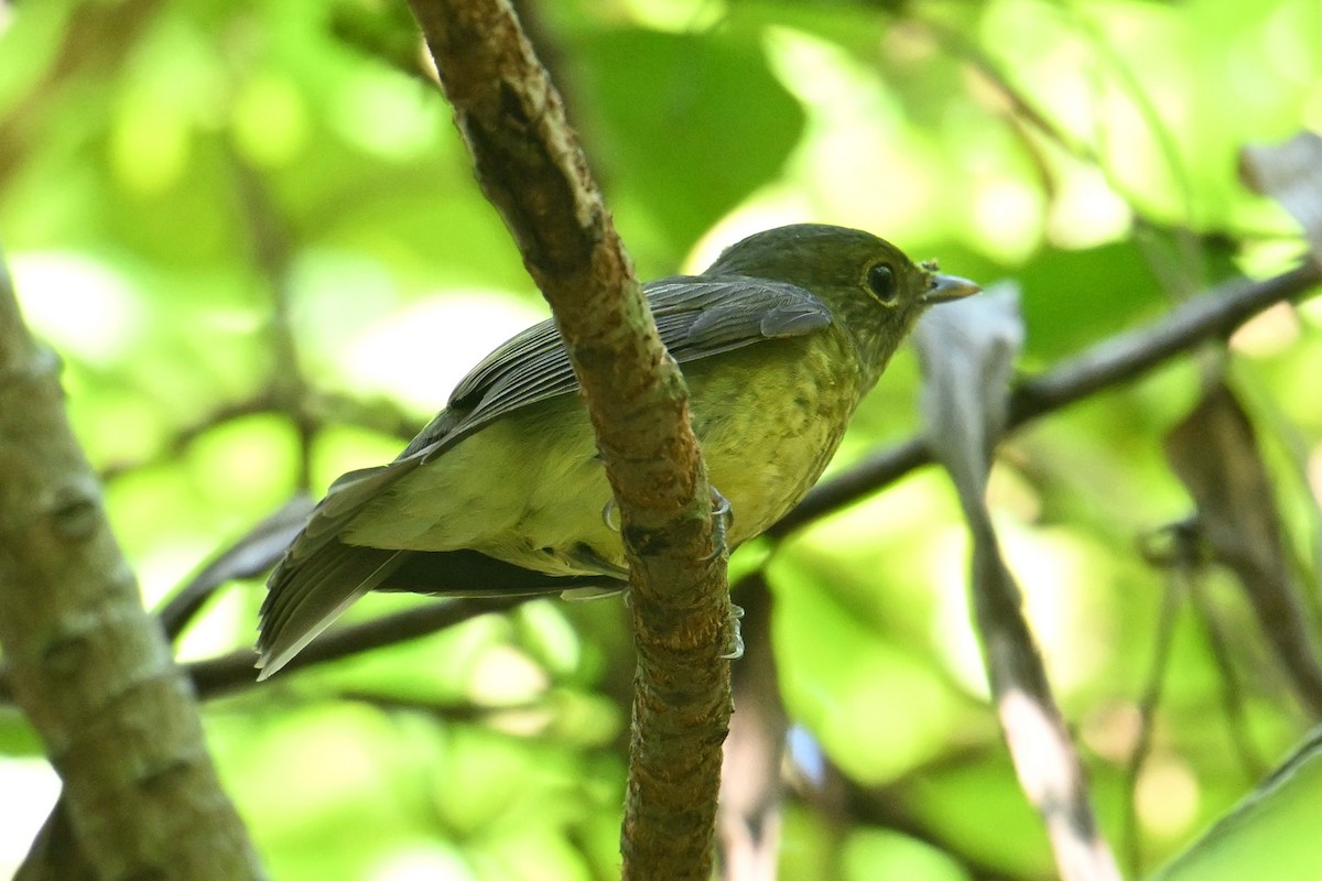 Ryukyu Flycatcher - ML642381483
