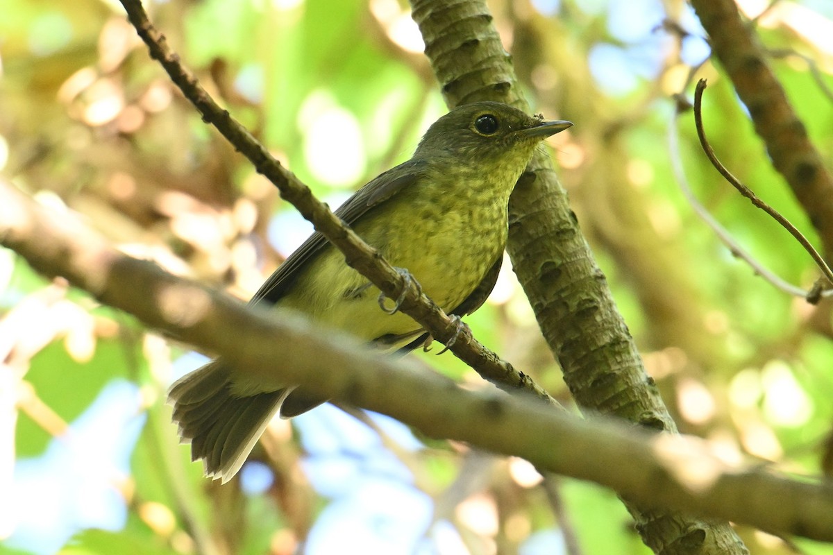 Ryukyu Flycatcher - ML642381484