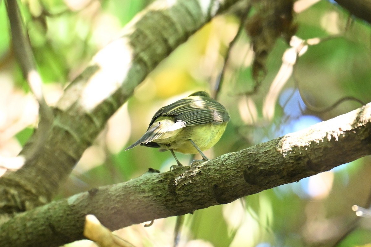 Ryukyu Flycatcher - ML642381485