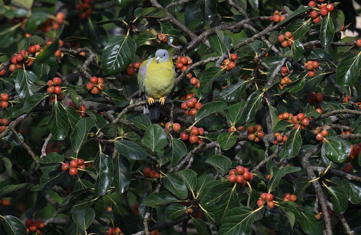 Yellow-footed Green-Pigeon - ML642381509