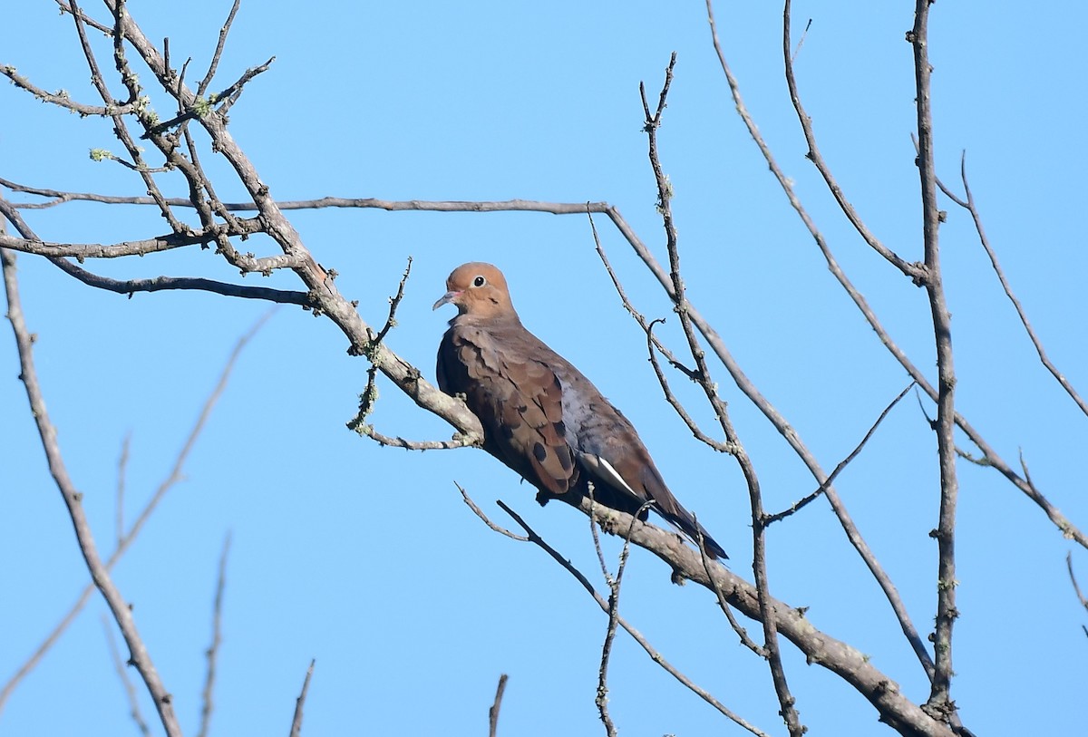 Mourning Dove - ML642381521