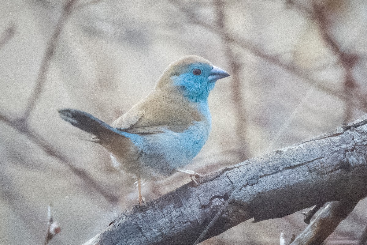 Southern Cordonbleu - ML642381524