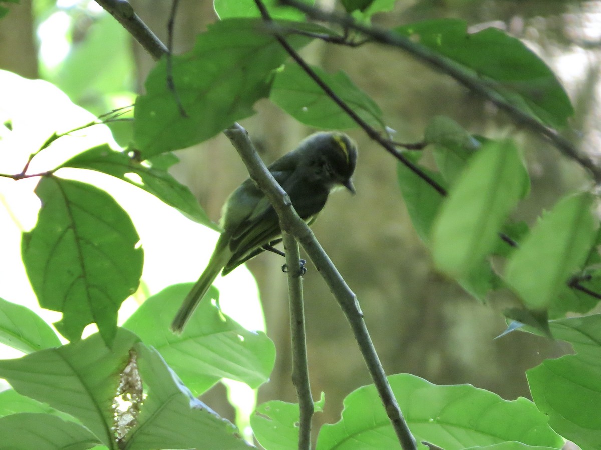 Greenish Elaenia - ML642381545