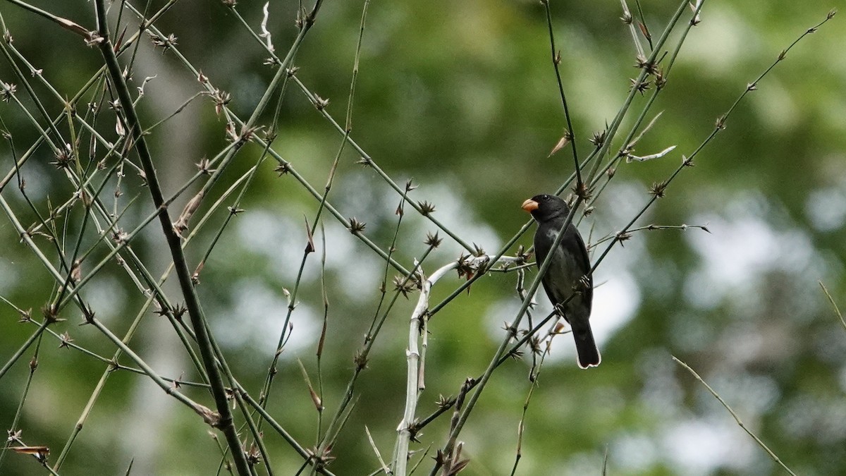 Slate-colored Seedeater - ML642381561