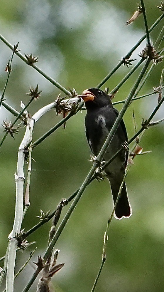 Slate-colored Seedeater - ML642381567