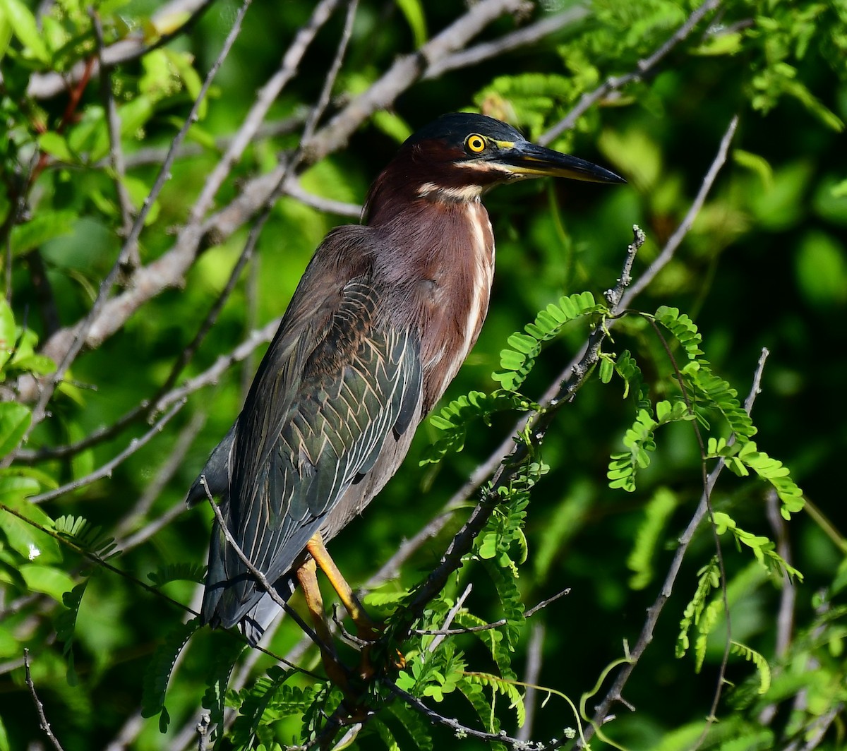 Green Heron - ML642381571