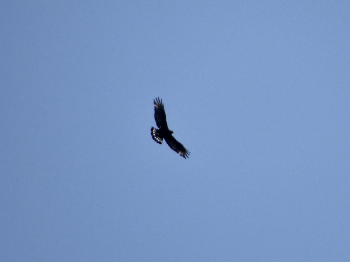 Zone-tailed Hawk - ML642381584