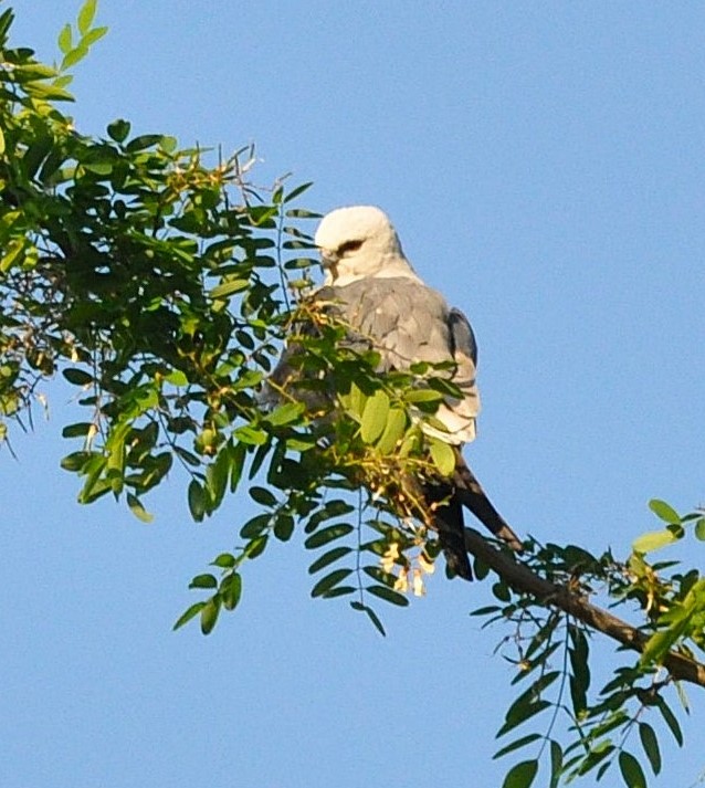Missisipi Çaylağı - ML642381612