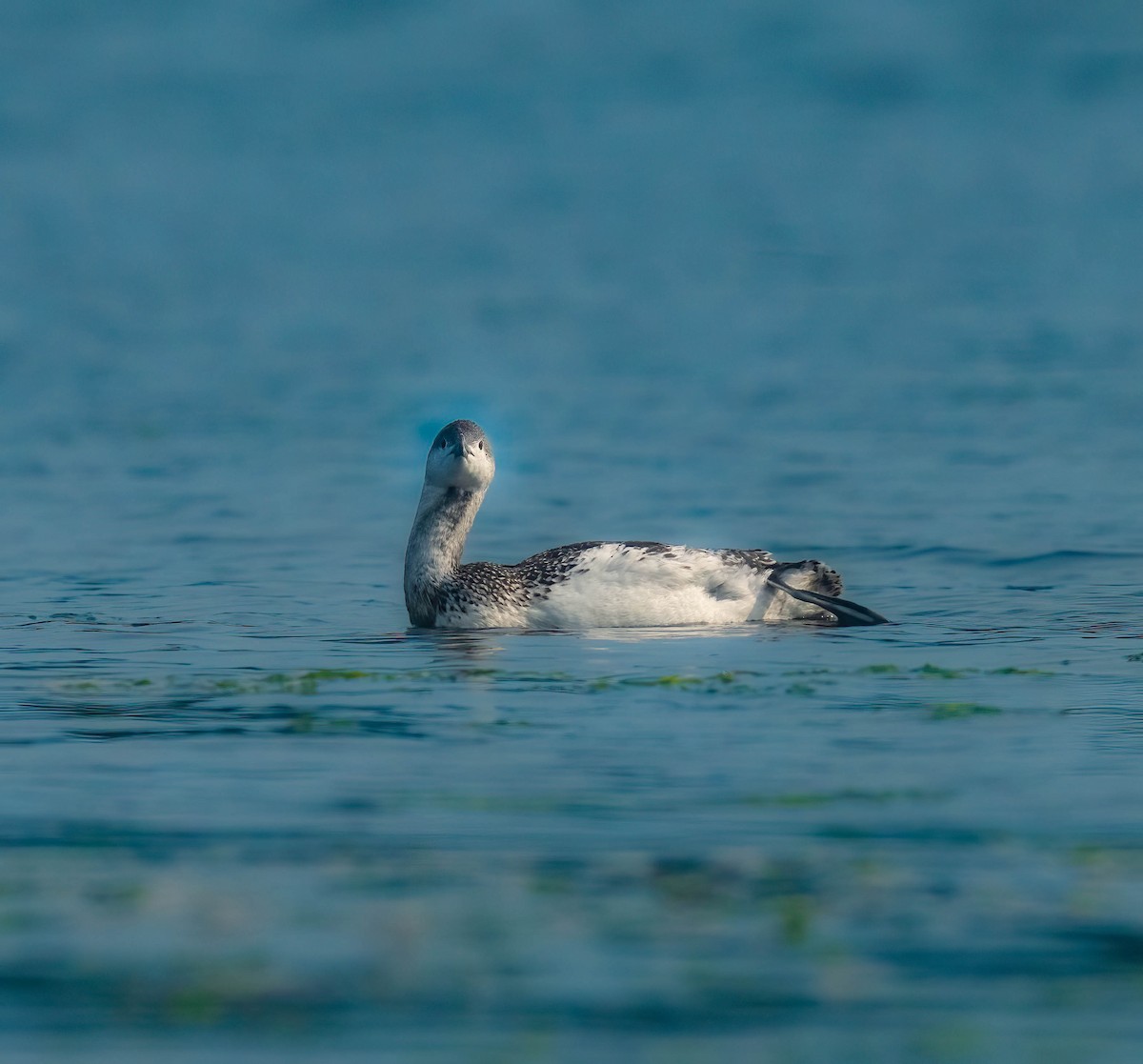Red-throated Loon - ML642381615