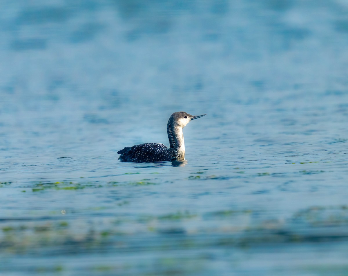 Red-throated Loon - ML642381616