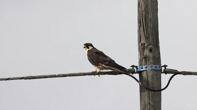 Aplomado Falcon - ML642381619