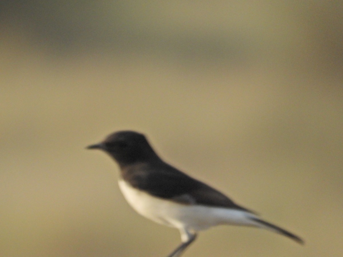 Variable Wheatear - ML642381620