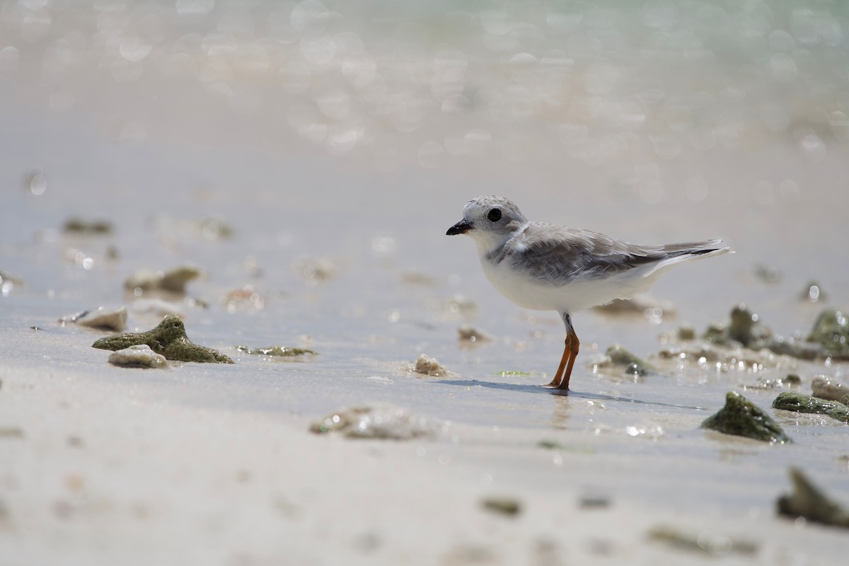 Piping Plover - ML642381625