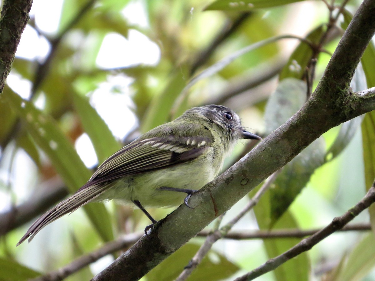 Slaty-capped Flycatcher - ML642381644