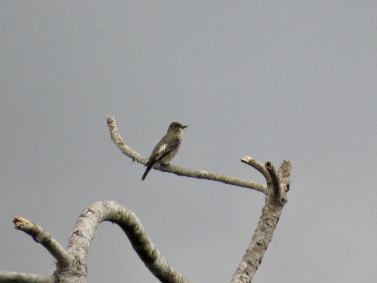Olive-sided Flycatcher - ML642381663