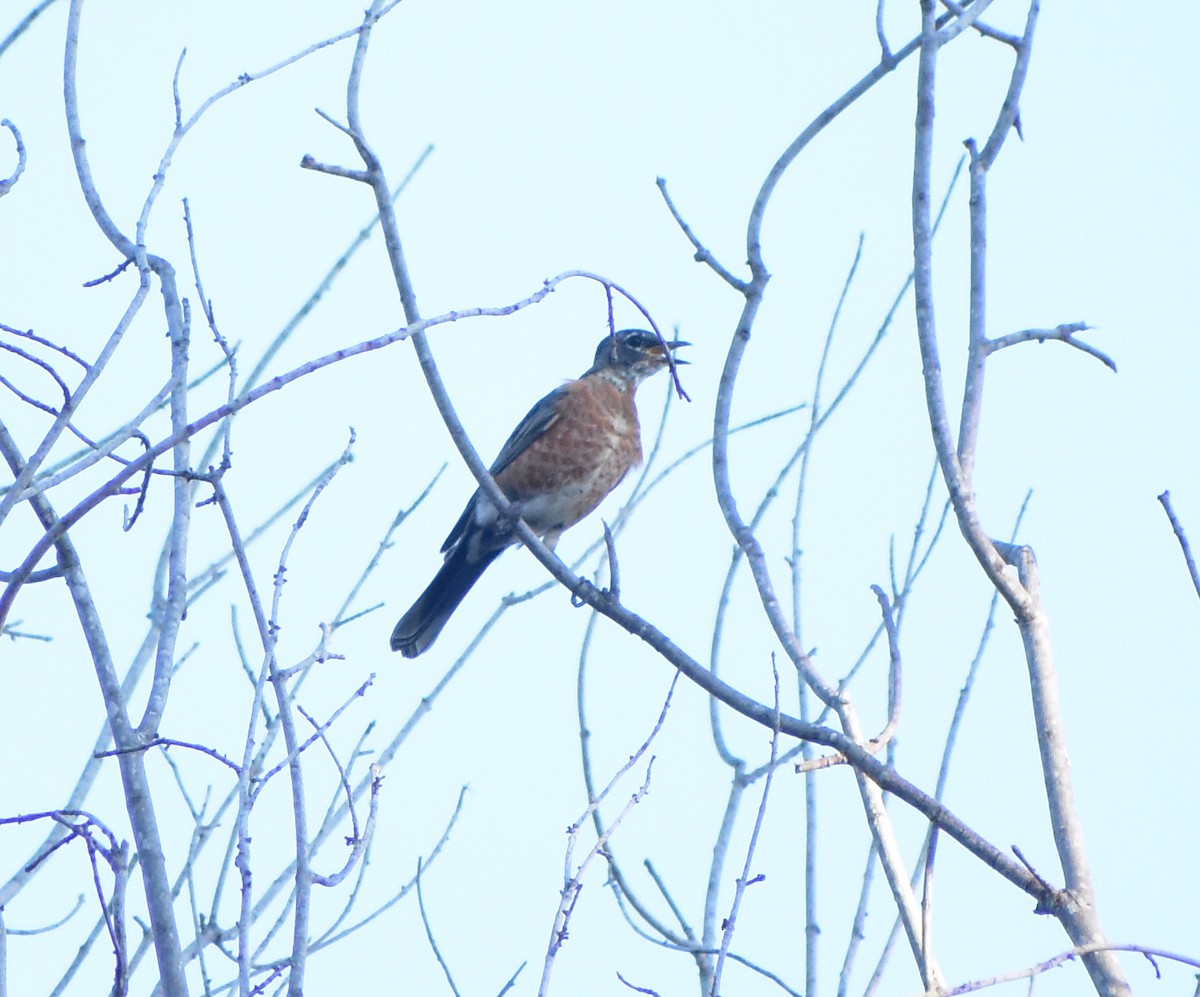 American Robin - ML642381667