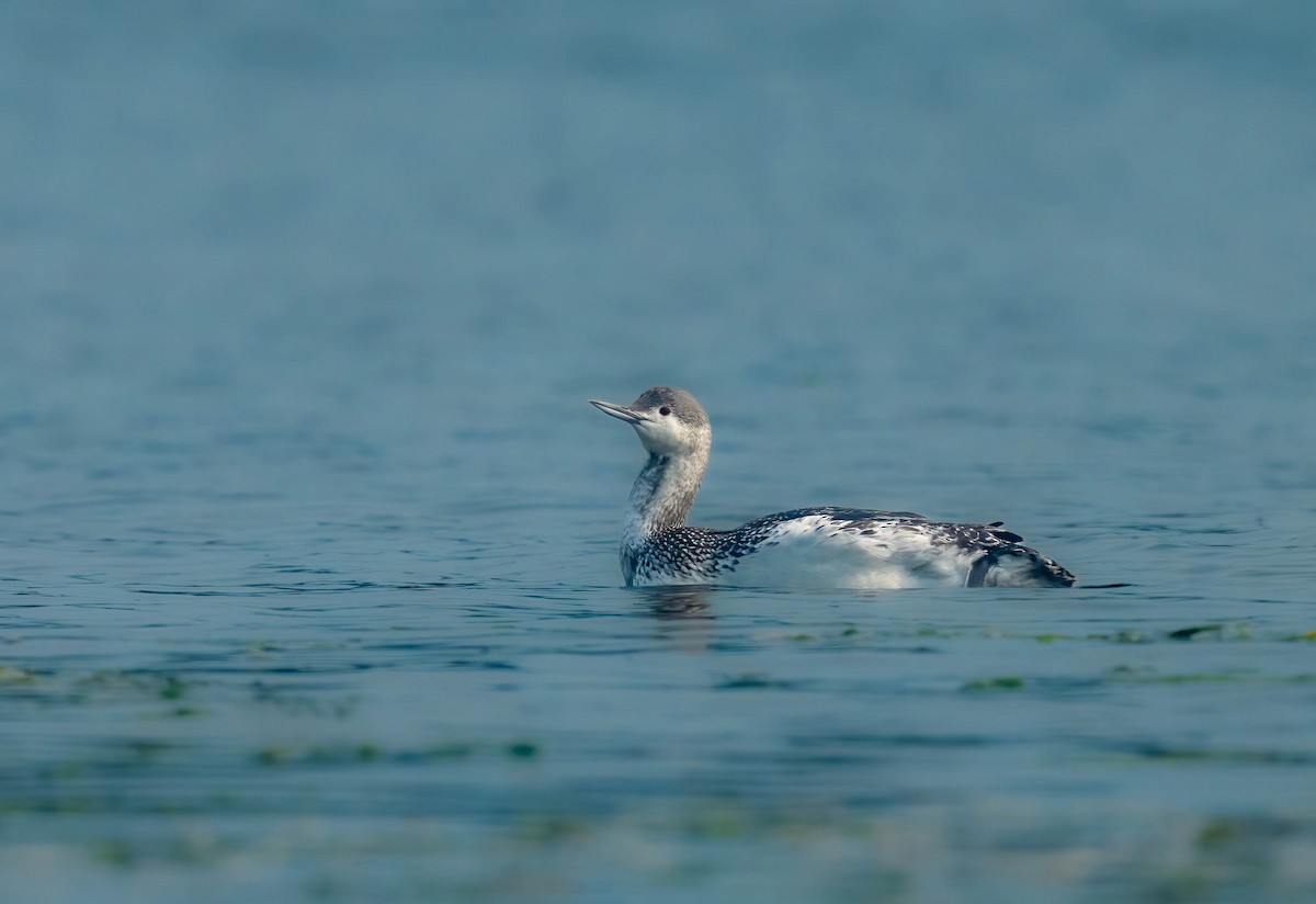Red-throated Loon - ML642381683