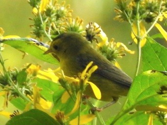 Wilson's Warbler - ML642381743