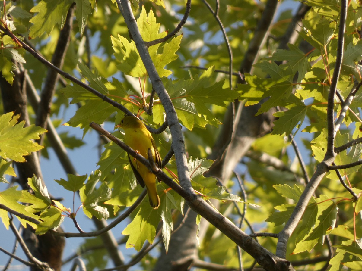 Paruline jaune - ML642381756