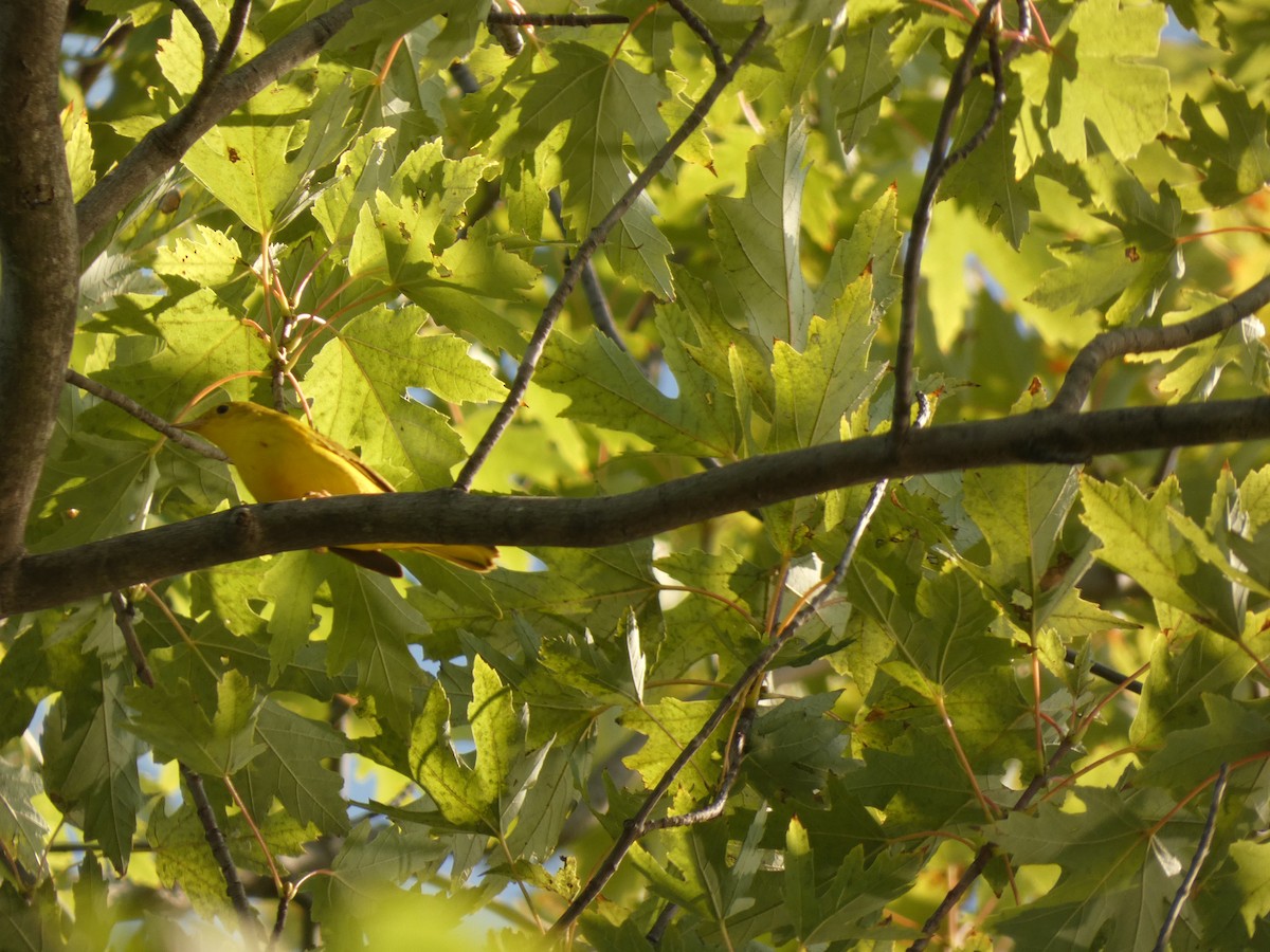 Paruline jaune - ML642381758