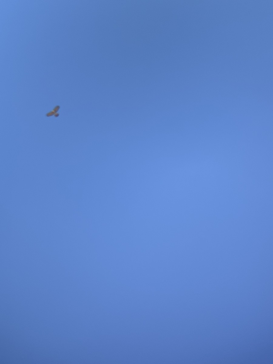 American Goshawk - ML642381763