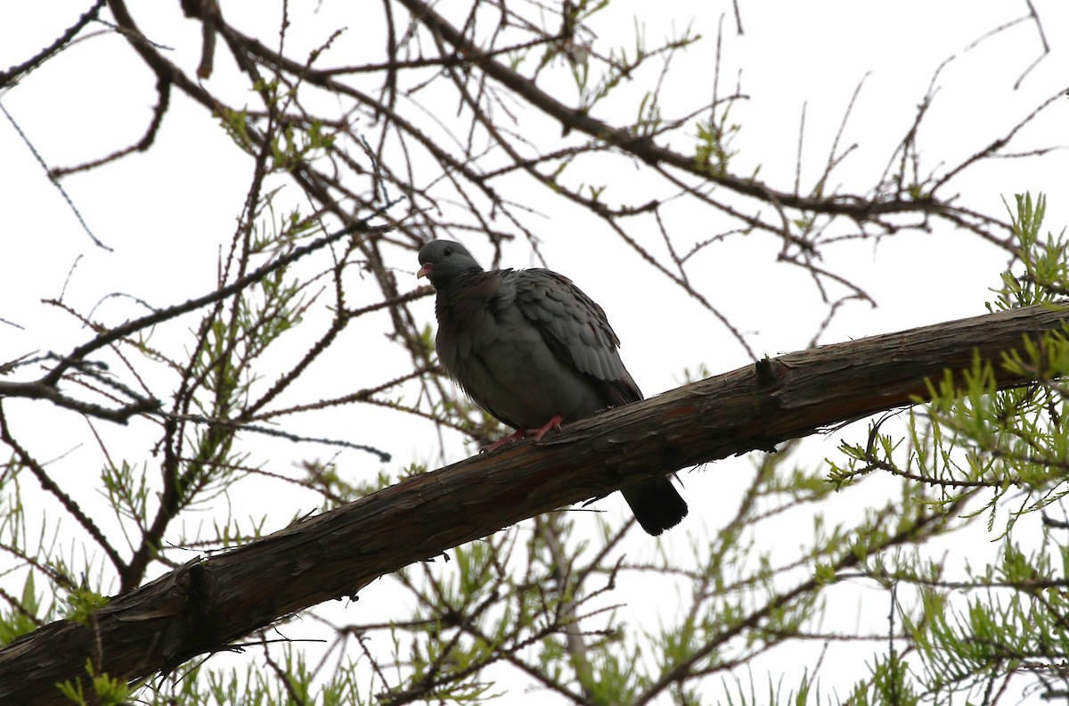 Stock Dove - ML642381786