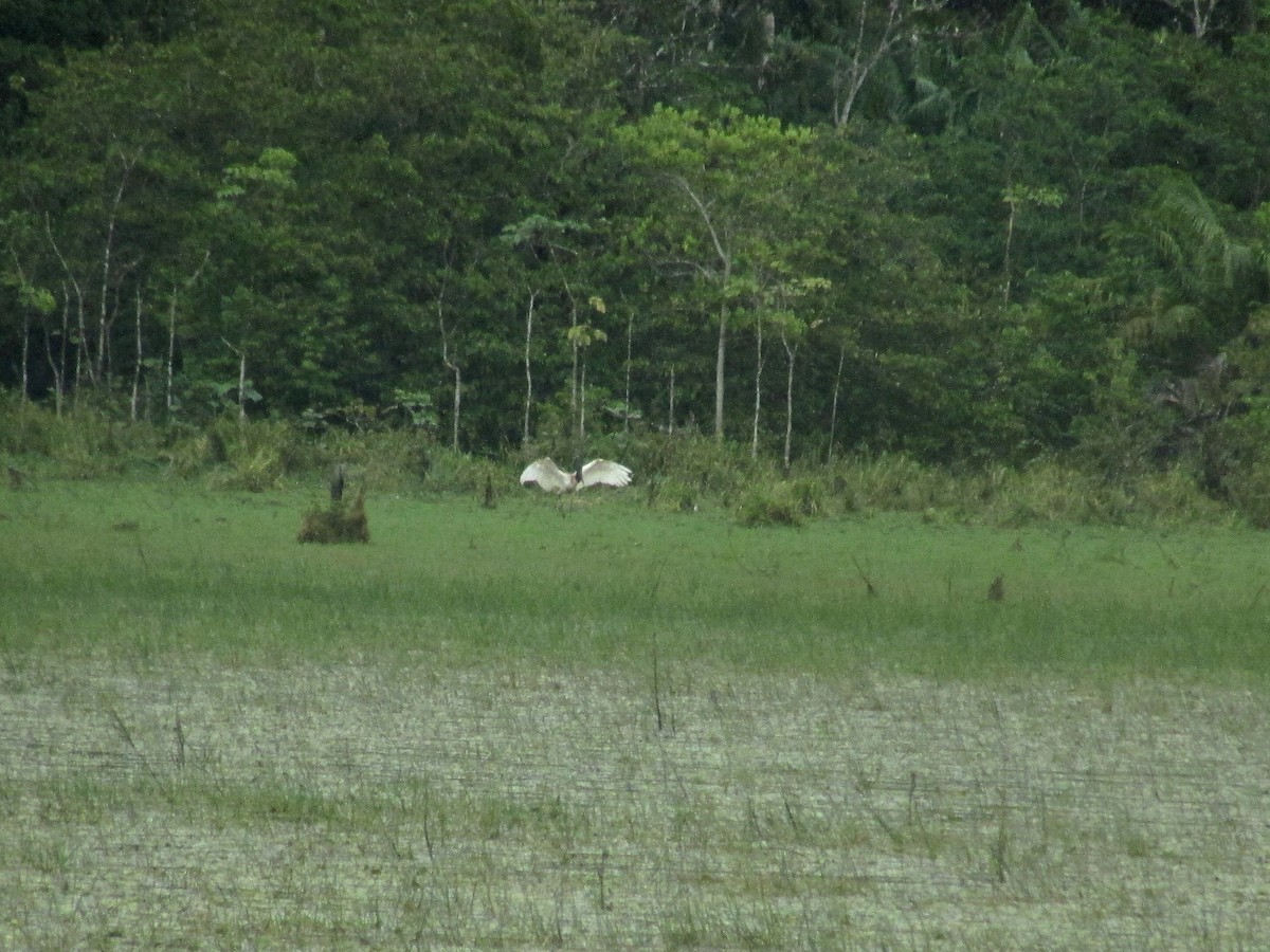 Jabiru - ML642381801