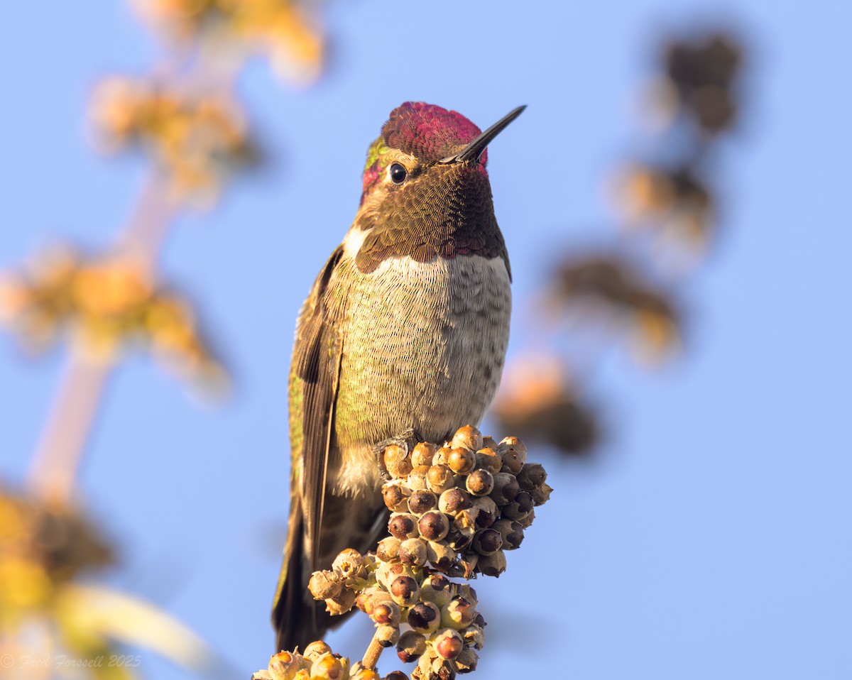 Anna's Hummingbird - ML642381855