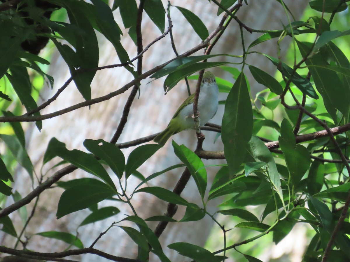 White-bellied Erpornis - ML642381856