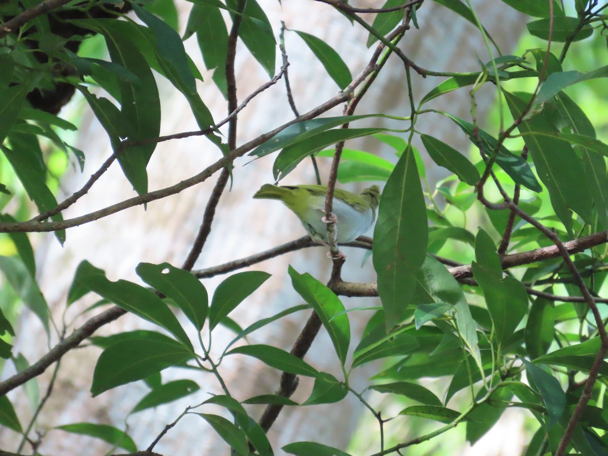 White-bellied Erpornis - ML642381857