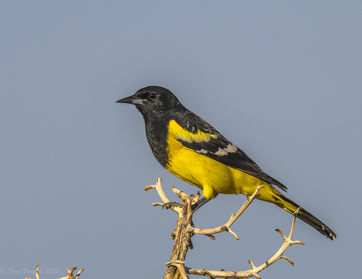 Scott's Oriole - ML642381878