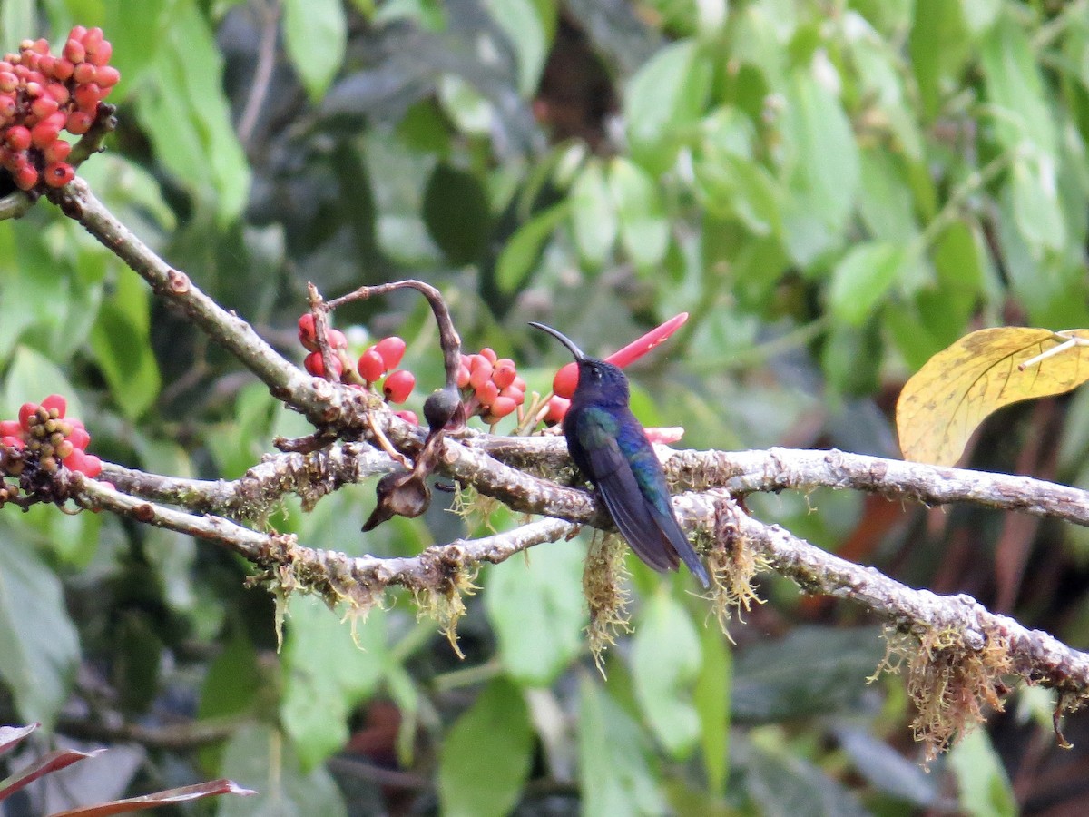 Violet Sabrewing - ML642381896