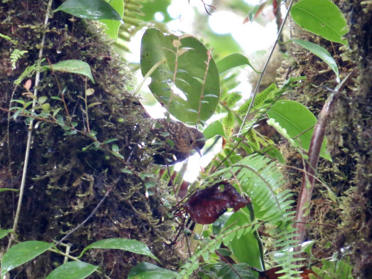 Spotted Barbtail - ML642381922