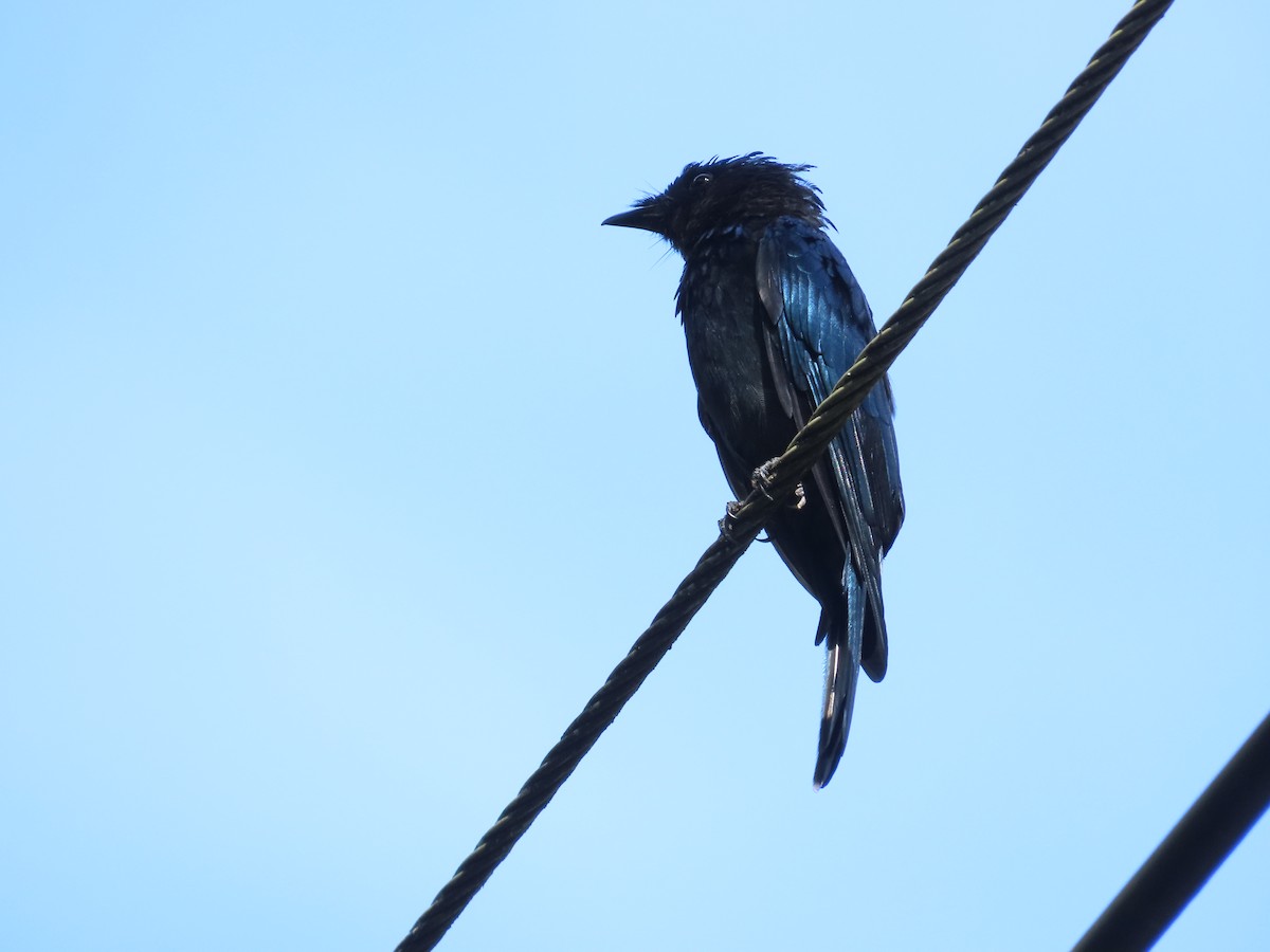 Bronzed Drongo - ML642381926
