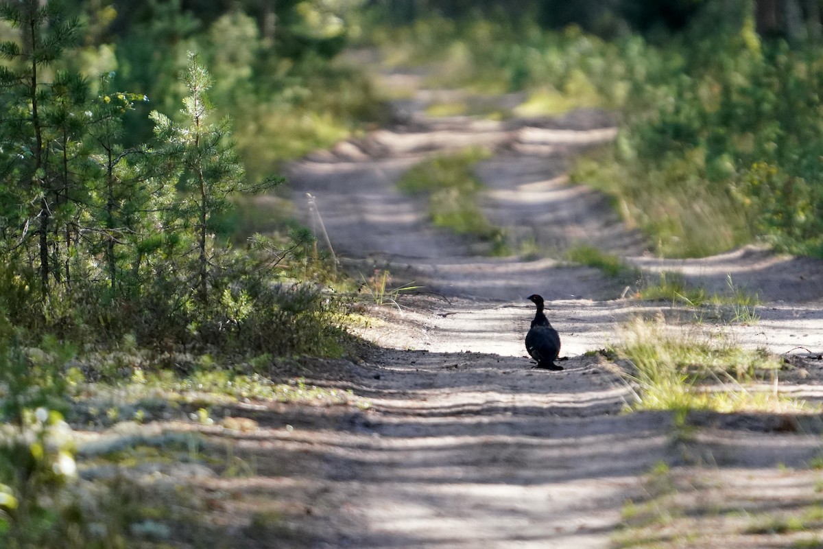 Black Grouse - ML642381940