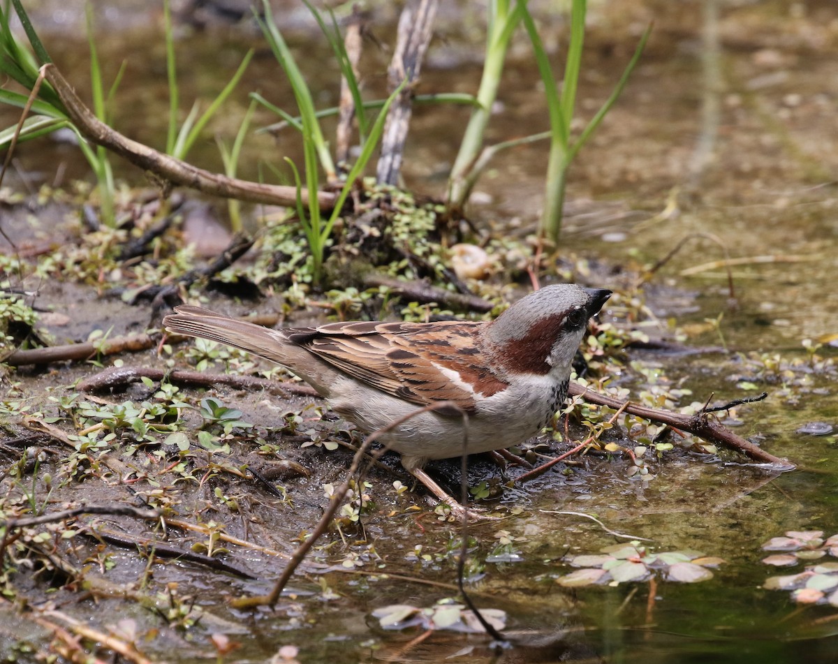 House Sparrow - ML642381969