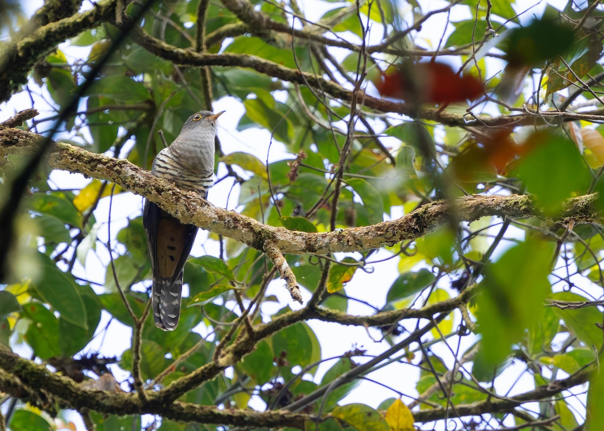 Sunda Cuckoo - ML642381972