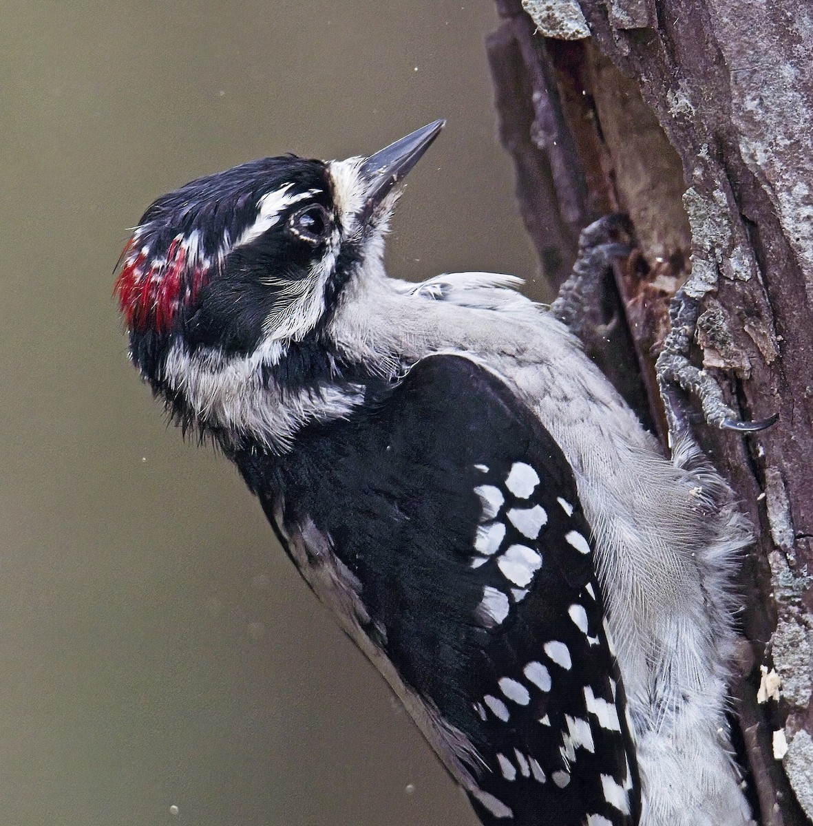 Downy Woodpecker - ML642381981