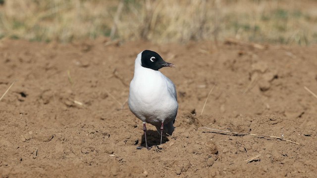 Andean Gull - ML642381983