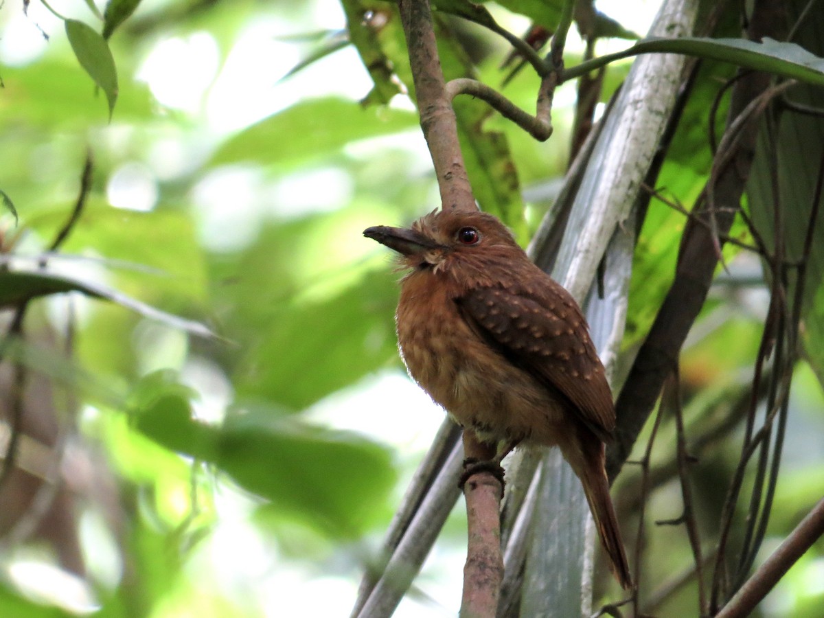 White-whiskered Puffbird - ML642381998