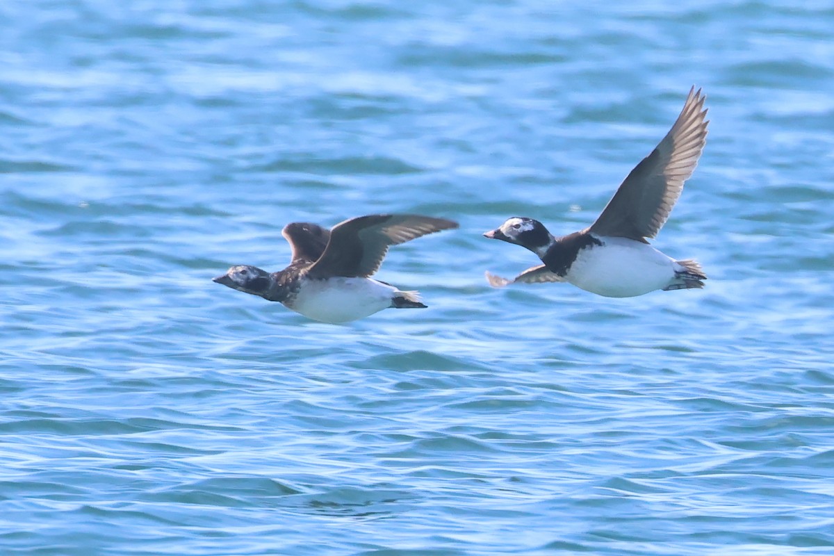 Long-tailed Duck - ML642382002