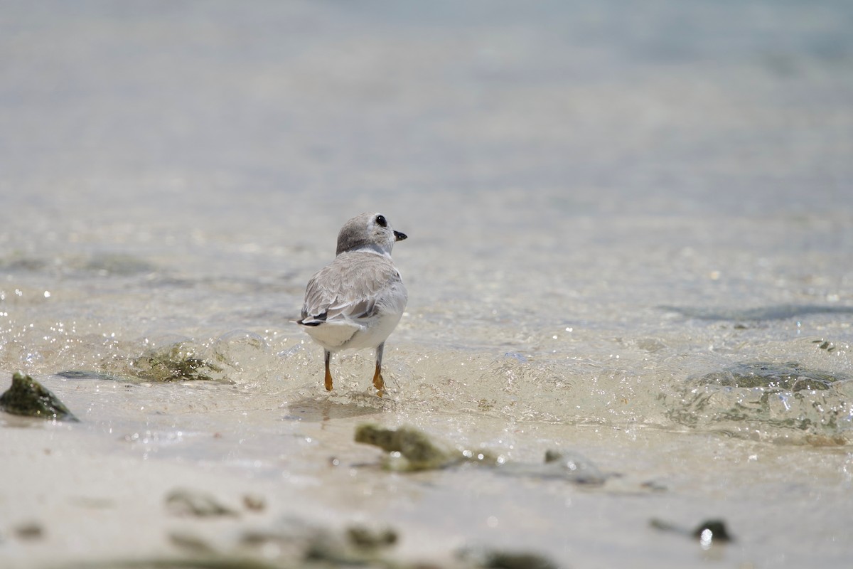 Piping Plover - ML642382003