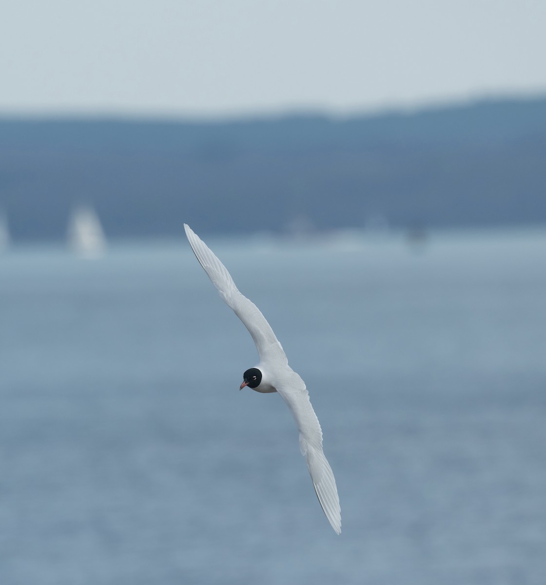 Mouette mélanocéphale - ML642382034