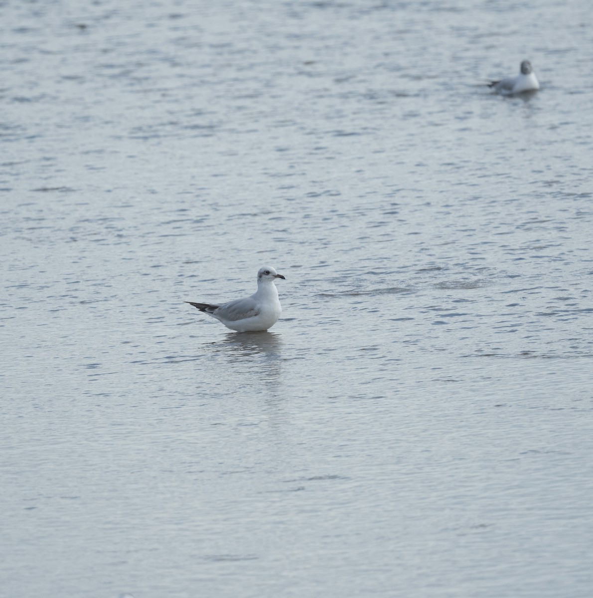 Mediterranean Gull - ML642382035