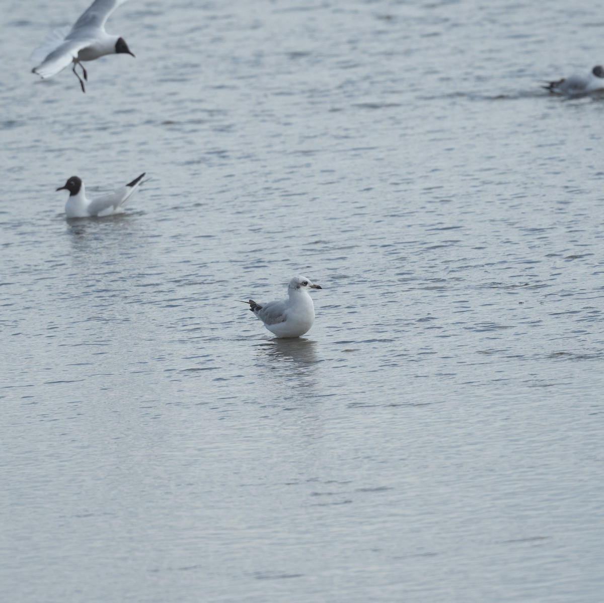 Mediterranean Gull - ML642382036