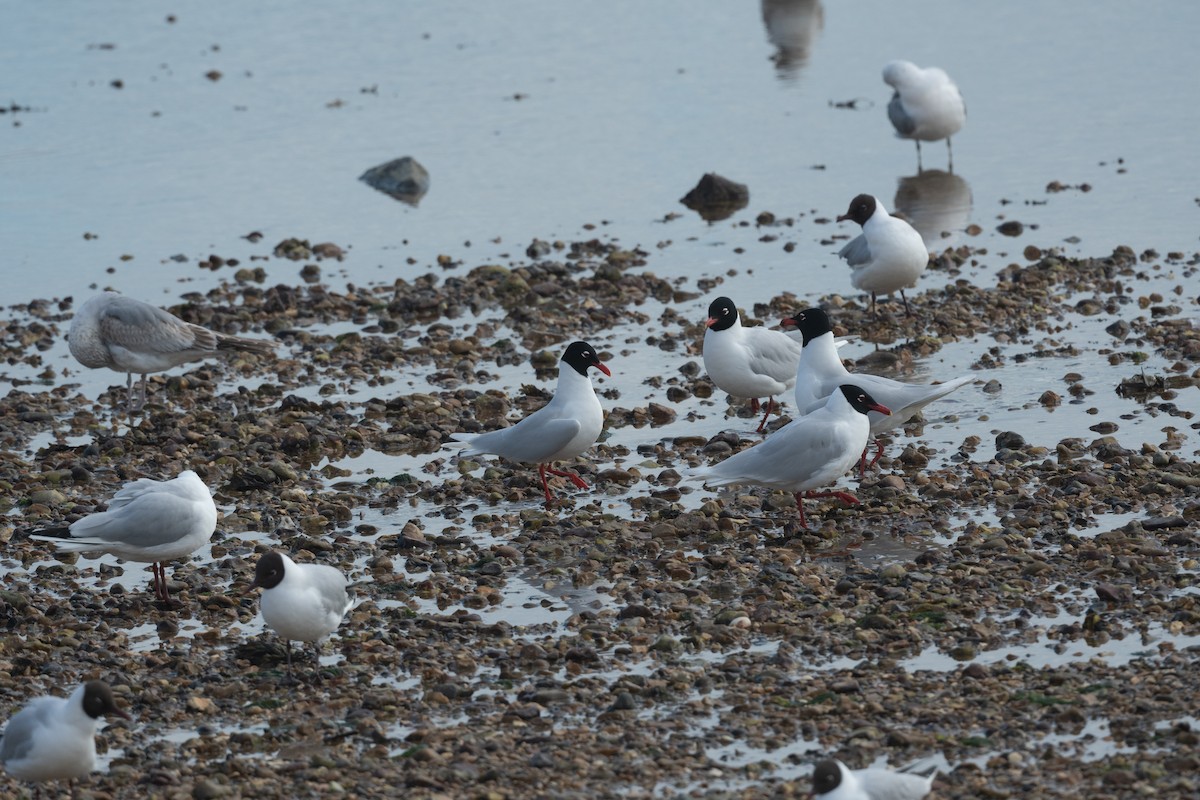 Mediterranean Gull - ML642382037